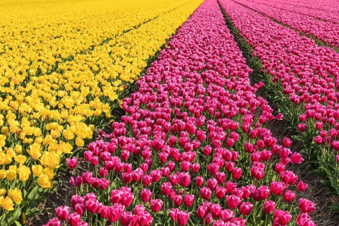 Tulip field near Lisse