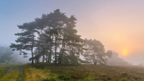 Pine (Pinaceae) at sunrise in the fog in the heath