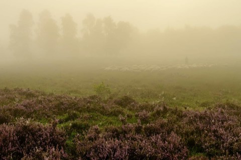 Shepherd with a flock of sheep in the heath at the Thuelsfeld dam at sunrise in the fog
