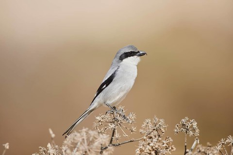 Great grey shrike (Lanius excubitor) sitting on a branch