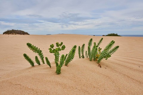Sea spurge (Euphorbia paralias) grows on a sandy beach