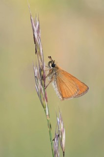 Brownheaded butterfly (Thymelicus sylvestris) sitting on an ear of grass