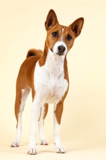 Basenji or Congo Terrier (Canis lupus familiaris)