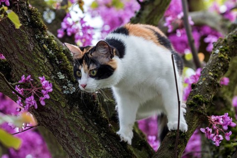 Cat (Felis catus)