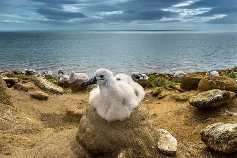 Black-browed Albatross (Thalassarche melanophris) chick on its nest