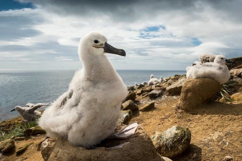 Black-browed Albatross (Thalassarche melanophris) chick on its nest
