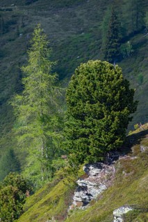 European larch (Larix decidua) and Swiss pine or (Pinus cembra) grow on a rocky mountain slope