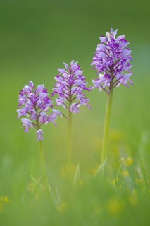 Military orchid (Orchis militaris) blooms in a meadow