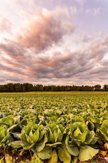 Kale heads on the field