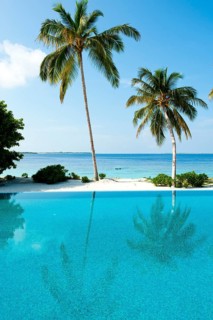 View over swimming pool to (Cocos nucifera)