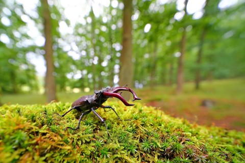 Stag beetle (Lucanus cervus) on a moss cushion in a forest