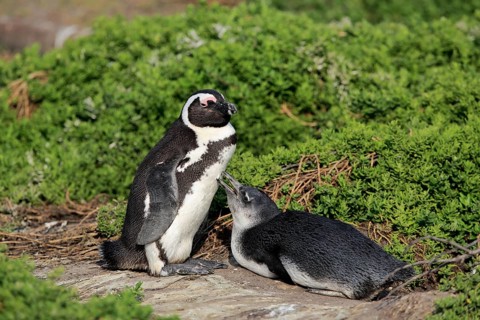 African penguin (Spheniscus demersus)