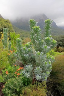 Genuine Silver tree (Leucadendron argenteum)