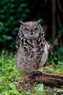 Spotted Eagle-Owl (Bubo africanus)