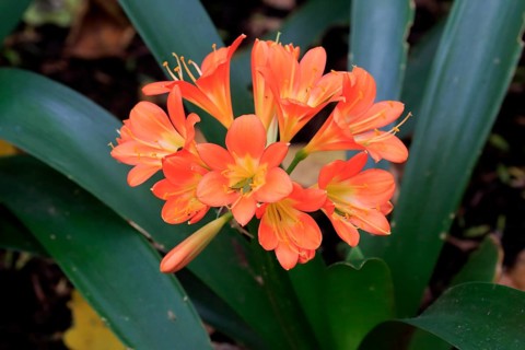 Natal lily (Clivia miniata)