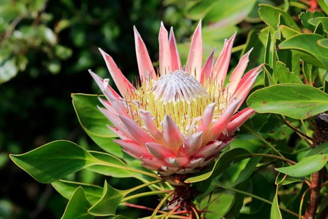 King Protea (Protea cynaroides)