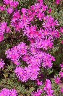 Ice Plant