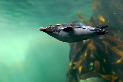 Northern Rockhopper Penguin (Eudyptes chrysocome)