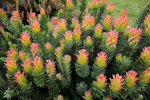 Protea