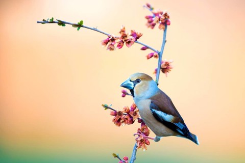 Hawfinch (Coccothraustes coccothraustes) sitting on a branch of flowering ornamental quince (Chaenomeles japonica)