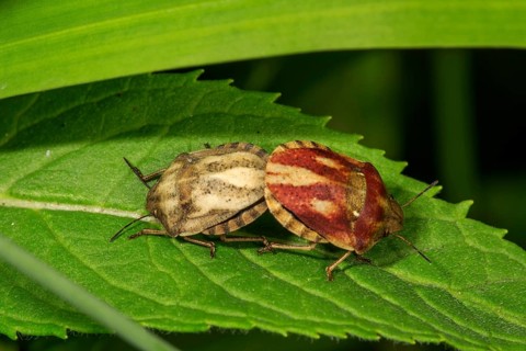 European Tortoise Bug (Eurygaster testudinaria) animal pair