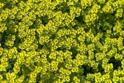 Wood Spurge or (Euphorbia amygdaloides)