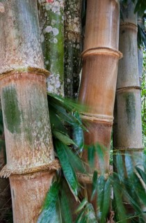 Giant Bamboo