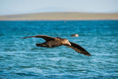 Southern giant petrel (Macronectes giganteus) in flight