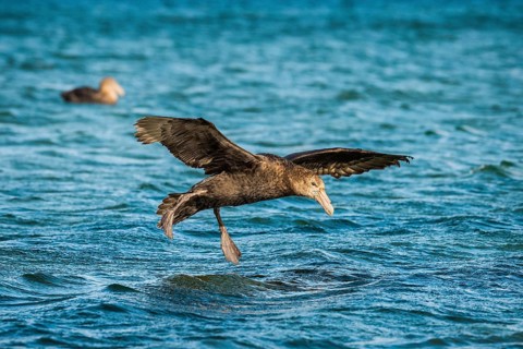 Southern giant petrel (Macronectes giganteus) lands on water