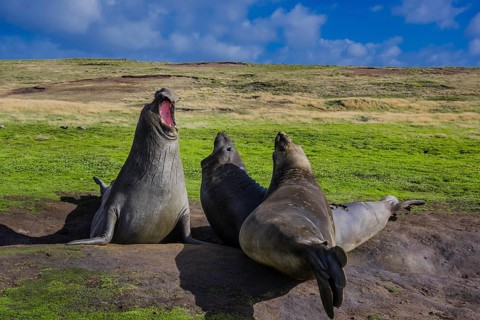 Southern elephant seal (Mirounga leonina)