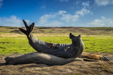 Southern elephant seal (Mirounga leonina)