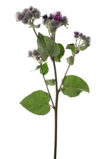 Felt burdock (Arctium tomentosum) on white background