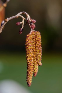 Male and female kittens of Black alder (Alnus glutinosa)