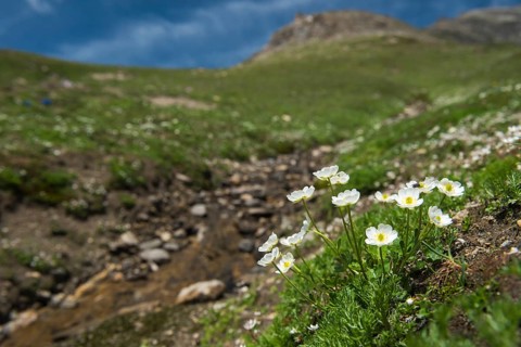 White dryad (Dryas octopetala )