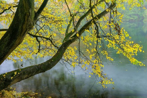View of the lake Schmaler Luzin in the Feldberger Seenlandschaft in autumn
