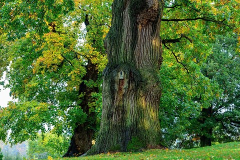 Oak (Quercus )