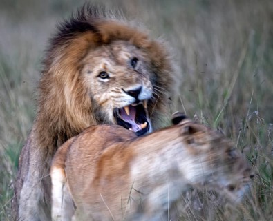 Lionskopula (Panthera leo)
