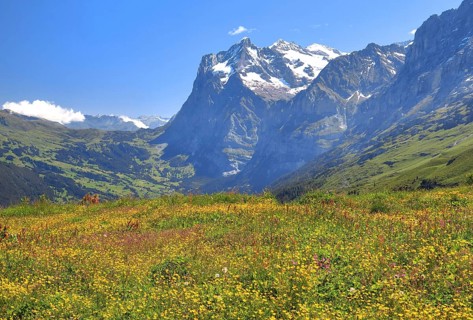 Blossoming mountain meadow on Kleine Scheidegg with Wetterhorn