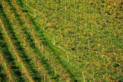 Vineyard