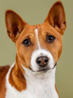 Basenji or Congo Terrier (Canis lupus familiaris)