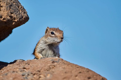 Barbary ground squirrel (Atlantoxerus getulus ) on rocks