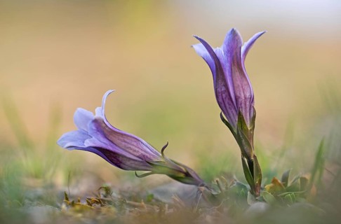 Alpine gentian (Gentiana alpina) blooms in a meadow