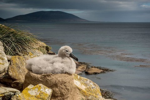 Black-browed Albatross (Thalassarche melanophris) chick on its nest