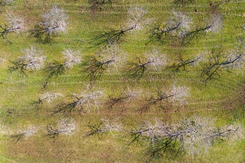 Apple trees in spring