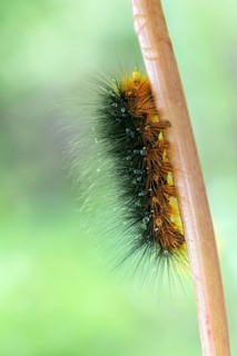Garden tiger moth