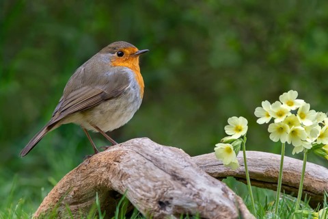 European robin (Erithacus rubecula) sits on a root