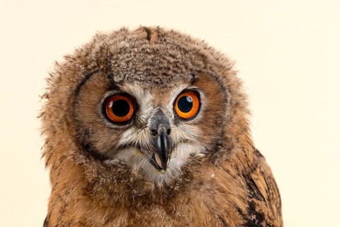 Bengal Eagle Owl