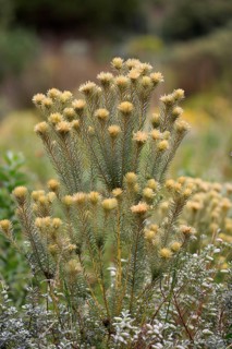 Phylica (Phylica pubescens)
