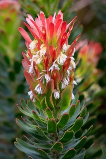 Protea