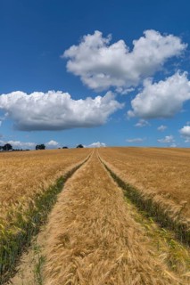 Tractor tracks in the ripe barley field (Hordeum vulgare)